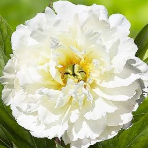 Півонія ITOH White Emperor фото