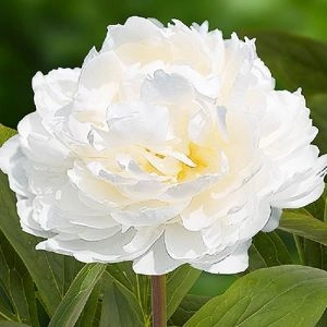Півонія White Ivory фото