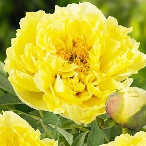 Півонія ITOH Yellow Crown фото