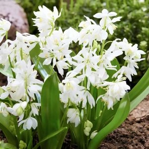 Проліска Siberica Alba фото