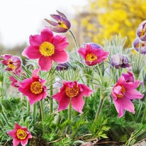 Сон-трава Vulgaris Rose фото