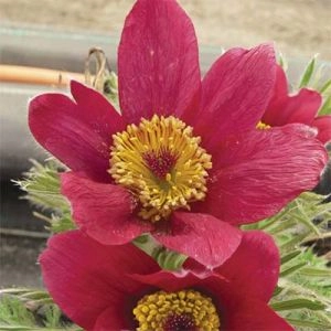 Сон-трава Dark Red Shades фото