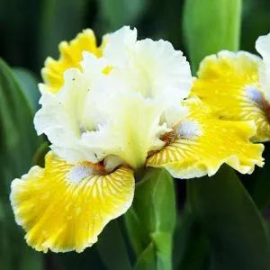Ірис Pumila Piero фото