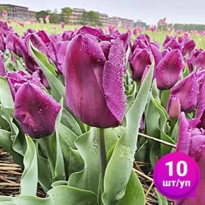 Тюльпан Purple Dwarf (Перпл Дворф) 10 шт/уп фото