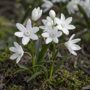 Пушкінія Libanotica Alba фото