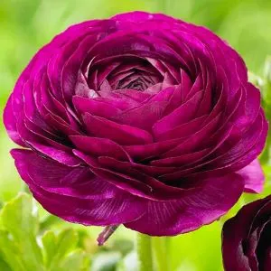 Ранункулюс (лютик) Aviv Purple фото