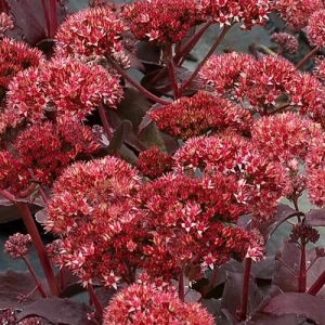 Седум Raspberry Truffle фото