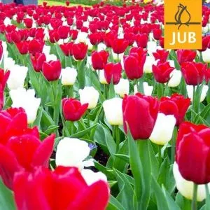 Мікс ландшафтний Reason to be Cheerful (Брендові цибулини Jub Holland) фото