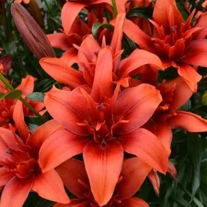 Лілія Red Flavour фото