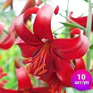 Лілії Red Velvet Лілія (Економ-упаковка 10 шт) фото