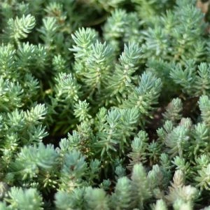 Седум Reflexum фото