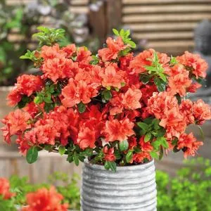 Рододендрон Geisha Orange фото