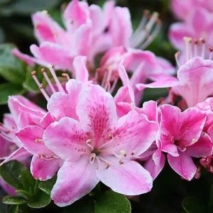 Рододендрон Karmesita Rosea (Кармесіта Розеа) фото