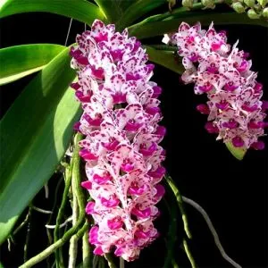 Ванда Рінхостіліс (Rhynchostylis) (Багатокольоровий) фото