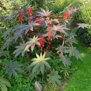 Рицина (Ricinus) фото