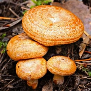 Рижик фото