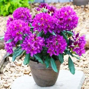 Рододендрон Marcel Menard фото