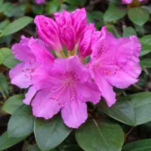 Рододендрон Roseum Elegans (Унікальне забарвлення) фото