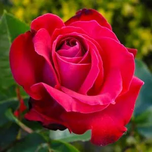 Троянда Dame de Coeur фото