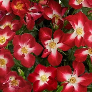 Троянда Everglow Ruby фото