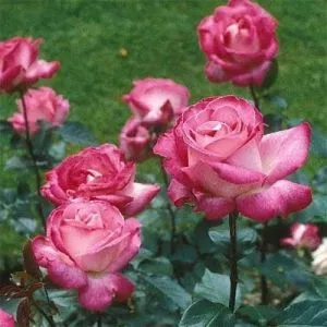 Троянда Rose Gaujard фото