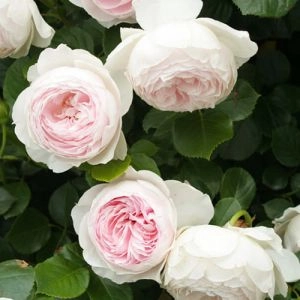 Троянда Herzogin Christiana фото