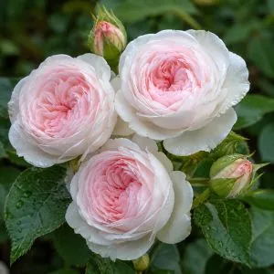Троянда Herzogin Christiana фото