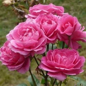 Троянда Pink Cloud фото