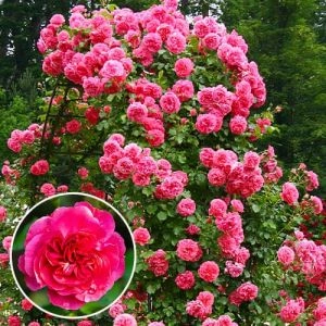 Троянда Rosarium Uetersen фото