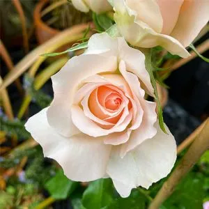 Троянда Chandos Beauty фото