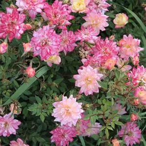 Троянда Tricolor Fairy фото