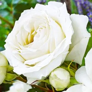 Троянда White Symphony фото