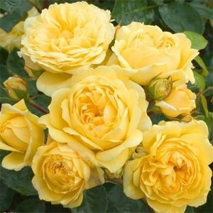 Троянда Yellow Meilove фото
