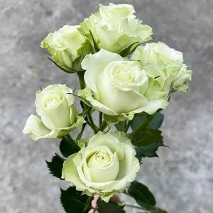 Троянда бордюрна Green Glow фото