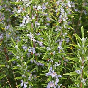Розмарин Officinalis фото