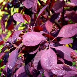 Скумпія Royal Purple фото