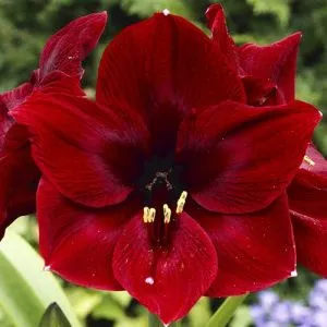 Амариліc Royal Velvet  фото