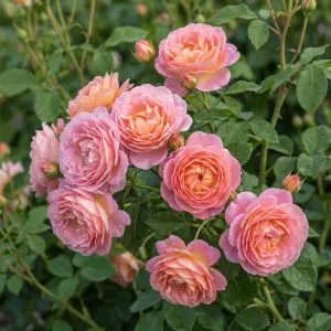 Троянда Dornburger Schlossrose фото