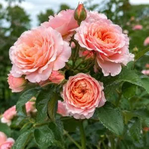 Троянда штамбова Princess Sakura фото