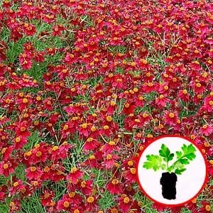 Кореопсис Ruby Red (розсада) фото