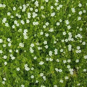 Сагіна Aurea фото