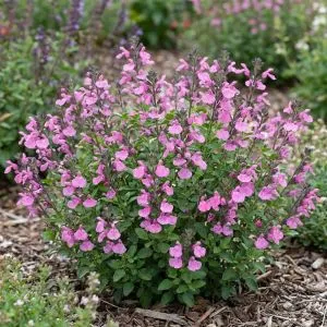 Сальвія Flower Child фото
