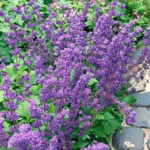 Сальвія Purple Rain фото