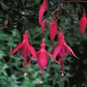 Фукcія Saturnus фото