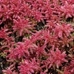 Седум Coral Carpet фото
