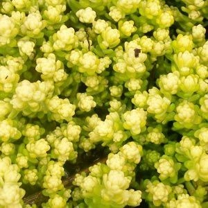 Седум Yellow Queen фото