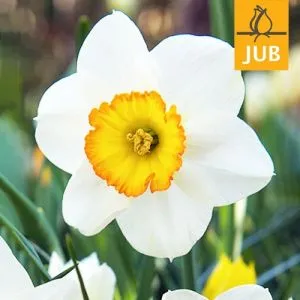Нарцис Sempre Avanti (Брендові цибулини Jub Holland) фото