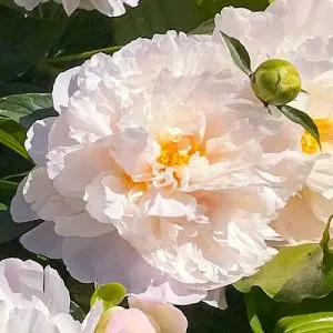 Півонія Serene Pastel фото