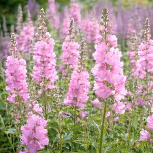 Сідальцея Elsie Heugh фото
