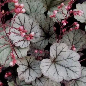 Гейхера Silver Blush фото